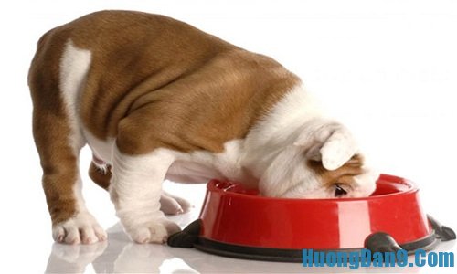 Thiết lập chế độ dinh dưỡng cho chó trên 20 tuần tuổi bạn nên biết